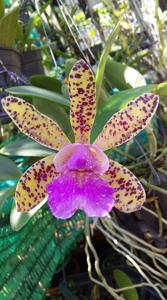 Cattleya Quinquecolor