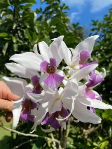 Laeliocattleya Amethystella