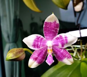 Phalaenopsis Chienlung Corningosa