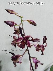 Dendrobium Little Violet Widow