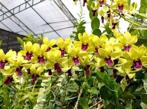 Dendrobium Bali Moon-violaceoflavens