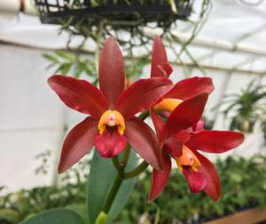 Cattlianthe Exotic Ruby Chocolate