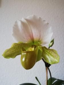 Paphiopedilum Katrina