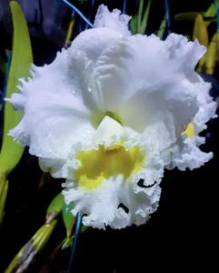 Cattleya Earl