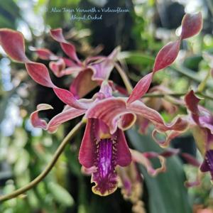 Dendrobium Alice Timmer-Verwoert-violaceoflavens