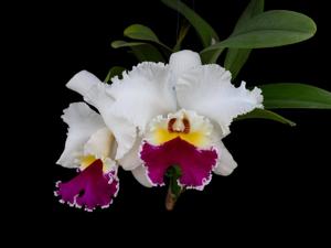 Rhyncholaeliocattleya Chian-Tzy Lass