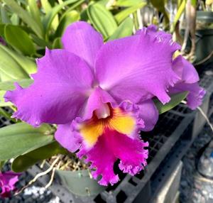 Rhyncholaeliocattleya Ikuko Akatsuka