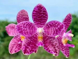 Phalaenopsis Elaine B Taylor