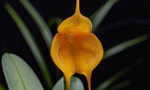 Masdevallia Golden Sun