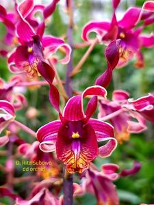 Dendrobium Rita Subowo
