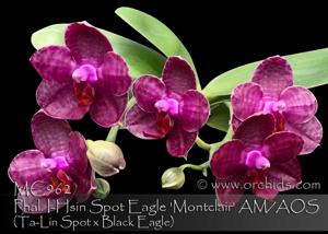 Phalaenopsis I-Hsin Spot Eagle