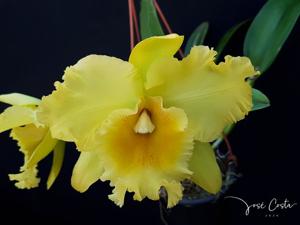 Rhyncholaeliocattleya Delta King