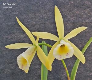 Brassocattleya Sea Mist