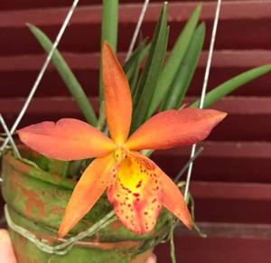 Brassocattleya Eldorado Sunset