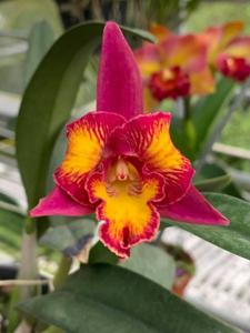 Cattleya Love Memory