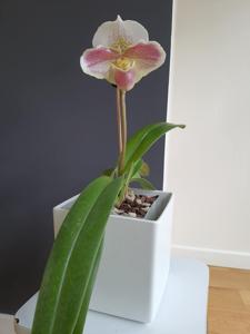 Paphiopedilum Carmen Coll