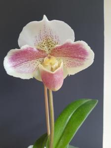 Paphiopedilum Carmen Coll