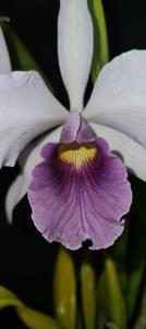 Cattleya Purpurato-Rex