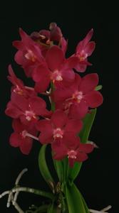Vanda Crownfox Red Delicious