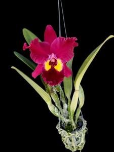 Rhyncholaeliocattleya Chialin Beauty