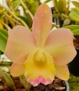 Cattleya Lana Coryell