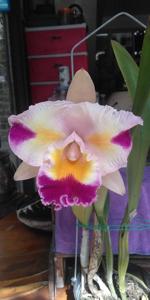 Cattleya Platinum Sun