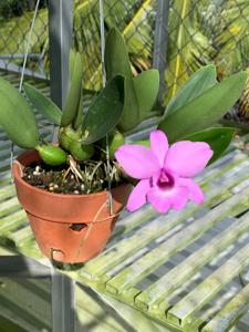 Laeliocattleya Good Days