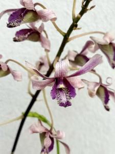 Dendrobium Rickie Cornetti