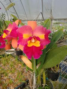 Rhyncholaeliocattleya Tyan Jong Rainbow Cat