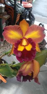 Rhyncholaeliocattleya Hsinying Joy