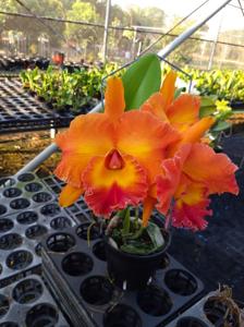 Rhyncholaeliocattleya Shiang-Chuen Auspicious