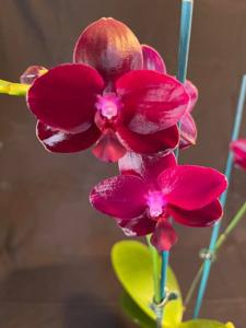 Phalaenopsis Sogo Rose