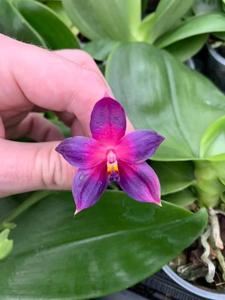 Phalaenopsis Lioulin Bluebird