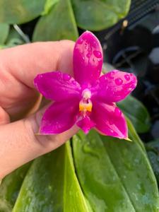 Phalaenopsis Lioulin Bluebird