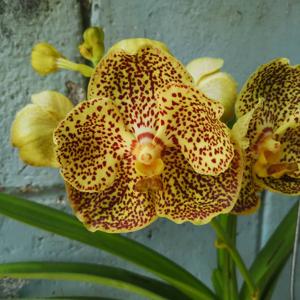 Vanda Varut Leopard