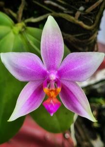 Phalaenopsis Amabell