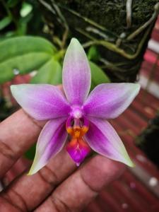 Phalaenopsis Amabell