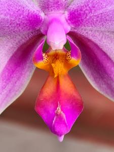 Phalaenopsis Amabell