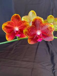 Phalaenopsis Sogo David