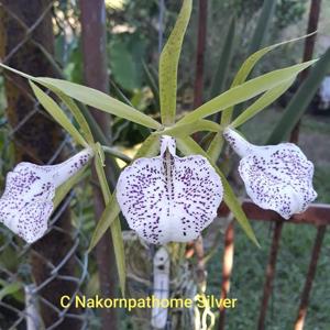 Brassocattleya Nakornpathome Silver