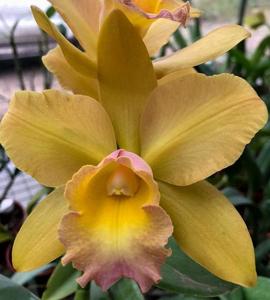 Rhyncholaeliocattleya Waikiki Gold