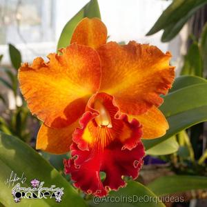 Rhyncholaeliocattleya Mirian Suzuki