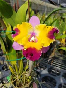 Cattleya Fortune Star