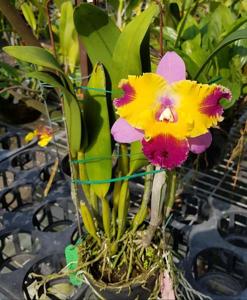 Cattleya Fortune Star