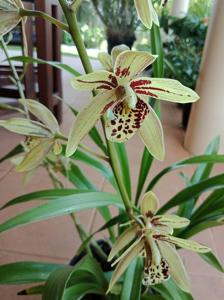 Grammatocymbidium Pakkret Adventure