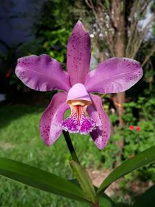 Cattleya calimaniana