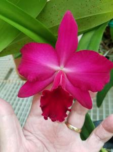 Rhyncholaeliocattleya Very Vermillion