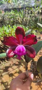 Cattleya Interglossa-Thospol Spot