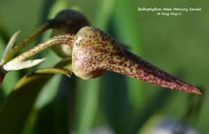 Bulbophyllum Meen Mercury Sandal