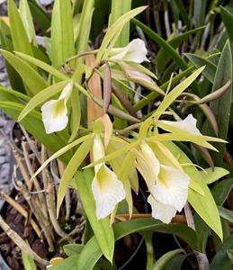 Procatavola Key Lime Stars